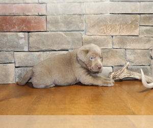 Labrador Retriever Puppy for sale in MARSHFIELD, MO, USA