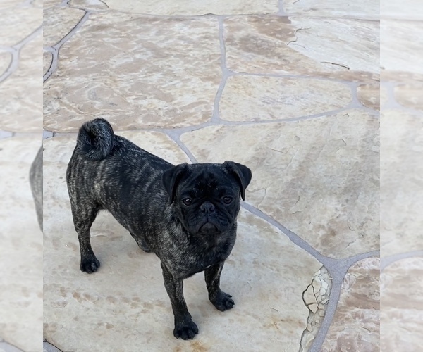 Medium Photo #1 Pug Puppy For Sale in SCOTTSDALE, AZ, USA