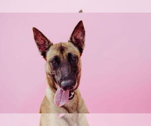 German Shepherd Dog-Unknown Mix Dogs for adoption in Imlay City, MI, USA