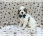 Small #2 Cavapoo
