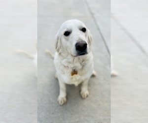 Mother of the Golden Retriever puppies born on 04/27/2025