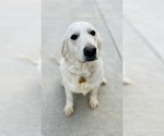 Small Photo #1 Golden Retriever Puppy For Sale in GILLETT, PA, USA
