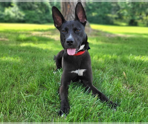 Medium Photo #5 Mutt Puppy For Sale in Boston, MA, USA