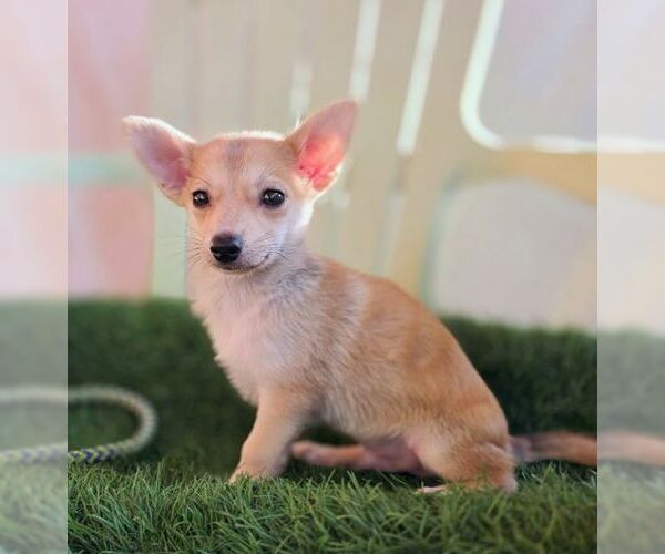 Medium Photo #7 Chiranian Puppy For Sale in Tustin, CA, USA