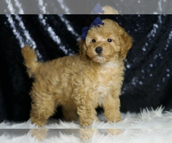 Medium Photo #3 Poodle (Toy) Puppy For Sale in WARSAW, IN, USA