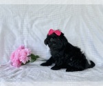 Puppy Lucy YorkiePoo