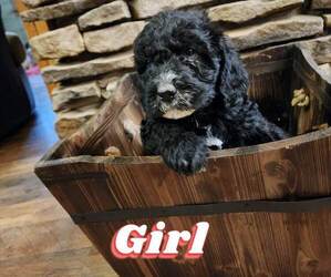 Labradoodle Puppy for sale in NEW FLORENCE, PA, USA
