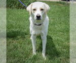 Small #3 Great Pyrenees Mix