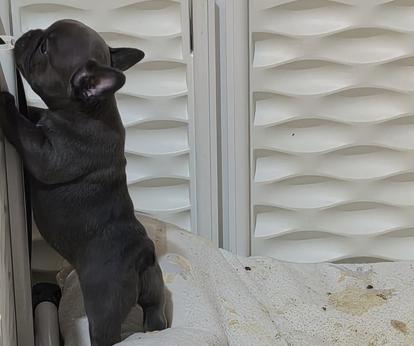 Medium Photo #5 French Bulldog Puppy For Sale in EAST ORANGE, NJ, USA