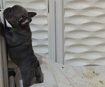 Small #4 French Bulldog