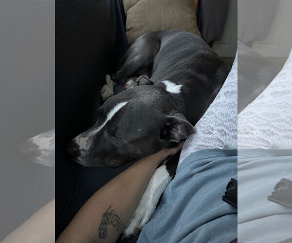 Medium Photo #7 American Pit Bull Terrier-American Staffordshire Terrier Mix Puppy For Sale in Caribou, ME, USA