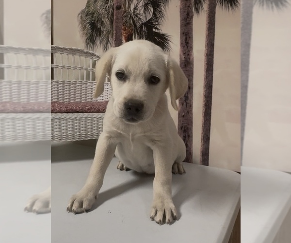 Medium Photo #13 Labrador Retriever Puppy For Sale in SPRINGFIELD, MO, USA