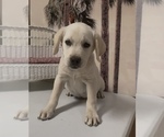 Small #4 Labrador Retriever