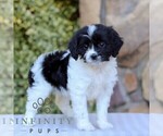 Small #3 Cavapoo