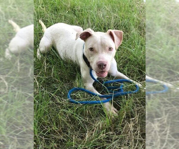Medium Photo #1 American Bulldog-Unknown Mix Puppy For Sale in Jackson, MS, USA