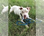 Small American Bulldog Mix