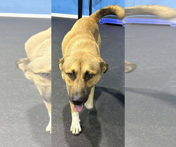 Medium Photo #3 German Shepherd Dog-Unknown Mix Puppy For Sale in Alexander, AR, USA
