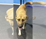 Small #2 German Shepherd Dog Mix