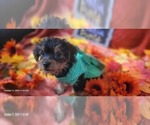 Small #6 Yorkshire Terrier