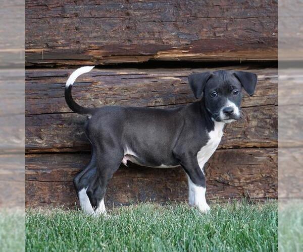 Medium Photo #2 Unknown-Whippet Mix Puppy For Sale in San Diego, CA, USA