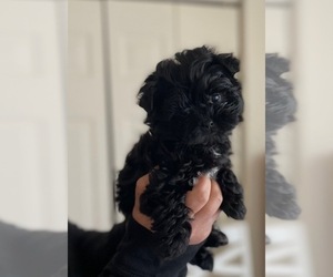Maltipoo Puppy for Sale in VIRGINIA BEACH, Virginia USA