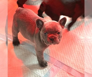 Medium French Bulldog