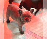 Puppy Whiskey French Bulldog
