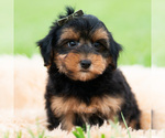Small Photo #58 Yorkipoo Puppy For Sale in WARSAW, IN, USA