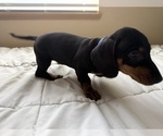 Small #3 Dachshund