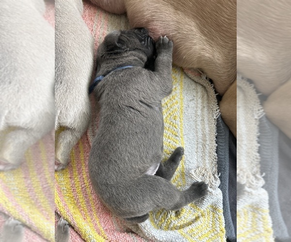 Medium Photo #7 Cane Corso Puppy For Sale in ADDISON, TX, USA