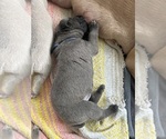 Small #6 Cane Corso