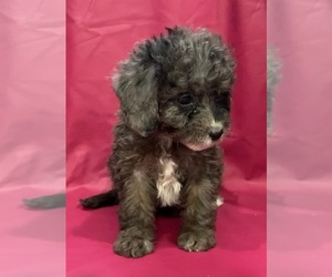 Medium Cavapoo-Goldendoodle Mix