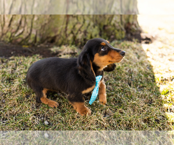Medium Photo #5 Dachshund Puppy For Sale in NAPPANEE, IN, USA