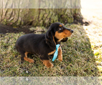 Small #4 Dachshund