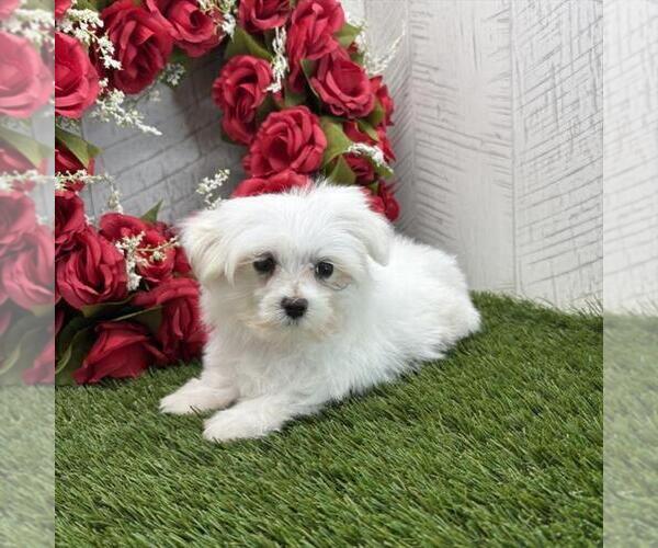 Medium Photo #1 Maltese Puppy For Sale in INDIANAPOLIS, IN, USA