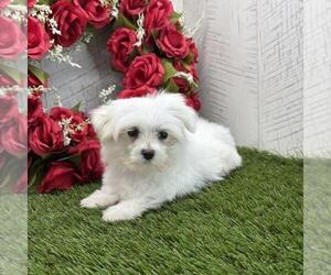 Maltese Puppy for sale in INDIANAPOLIS, IN, USA