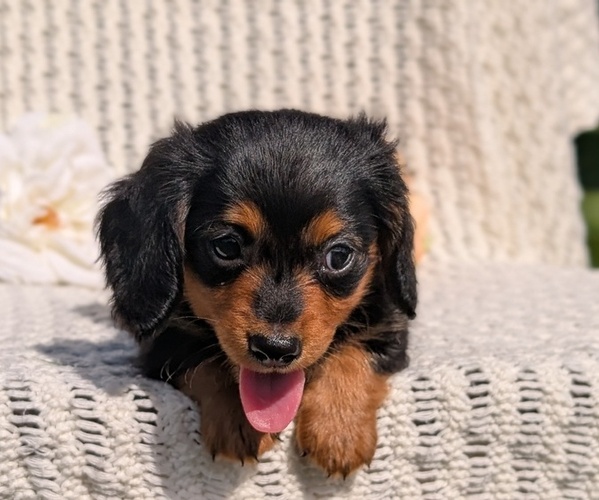 Medium Photo #7 Dachshund Puppy For Sale in GOSHEN, IN, USA