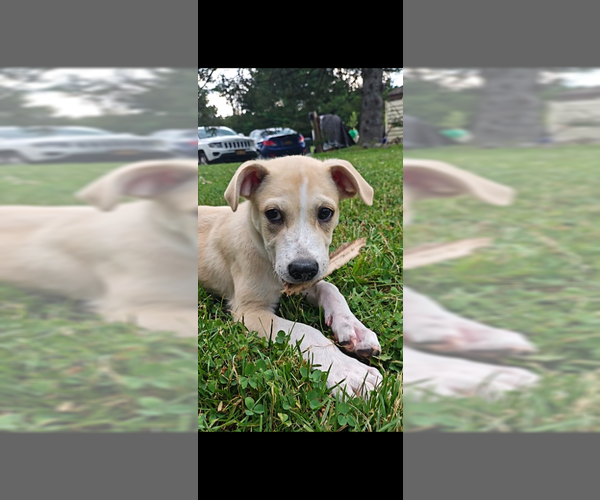 Medium Photo #16 Lab-Pointer Puppy For Sale in Brewster, NY, USA
