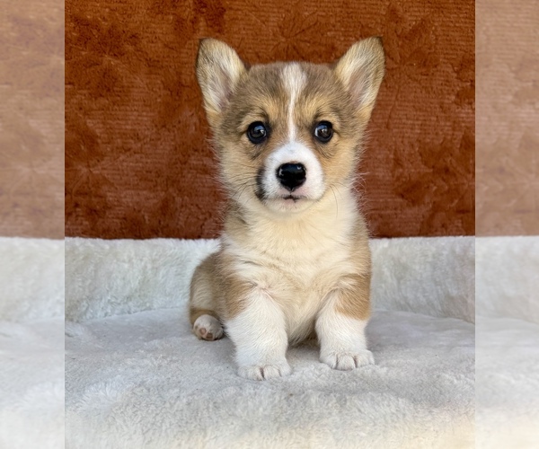 Medium Photo #7 Pembroke Welsh Corgi Puppy For Sale in OCALA, FL, USA