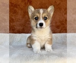 Small #6 Pembroke Welsh Corgi