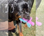 Small #7 Rottweiler
