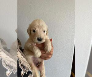 Goldendoodle Puppy for sale in GALT, CA, USA