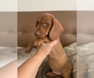 Dachshund Puppy for sale in ORCHARDS, WA, USA