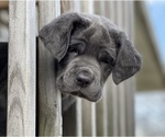 Puppy 7 Cane Corso