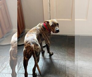 Bruno - Male Mutt Dog for Adoption - Photo #3