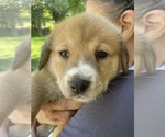 Small #1 Siberian Husky Mix