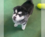 Small Photo #5 Pomsky Puppy For Sale in HUDSON, FL, USA