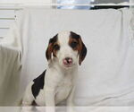 Puppy Avery Beagle