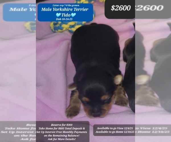 Medium Photo #1 Yorkshire Terrier Puppy For Sale in TUCSON, AZ, USA