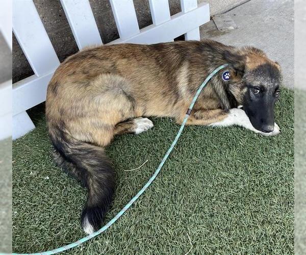 Medium Photo #1 German Shepherd Dog-Unknown Mix Puppy For Sale in Modesto, CA, USA